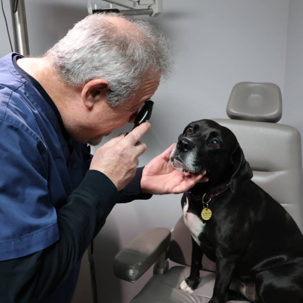 Local Eye Pwoder Kenmore Eye Care | Eye Doctor in Buffalo, NY | Local Eye Doctor